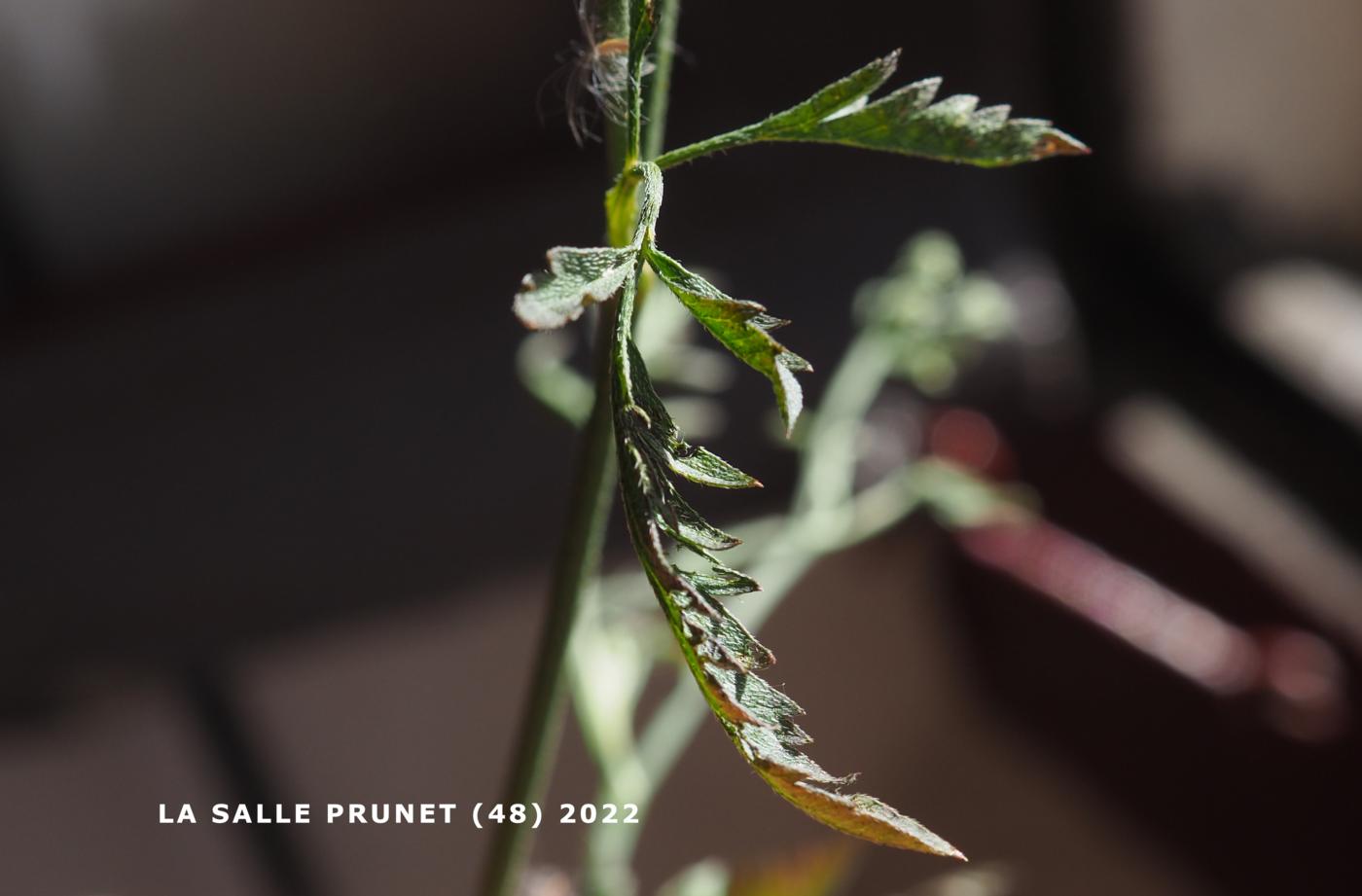 Hedge Parsley, Upright  leaf